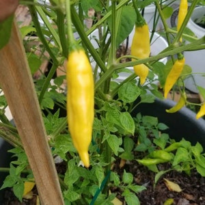 Ají Pineapple Pepper Seeds