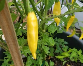 Ají Pineapple Pepper Seeds
