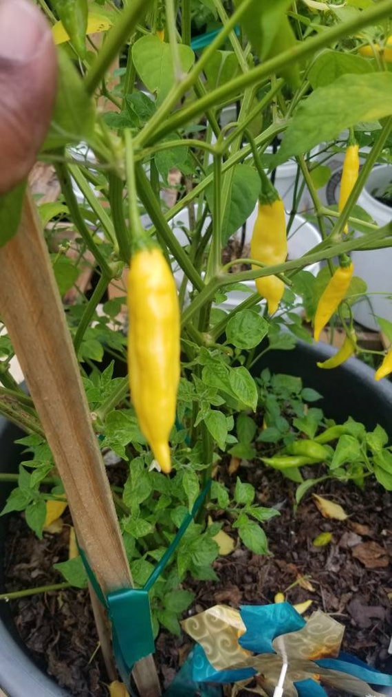 Aj Pineapple Pepper Seeds - Etsy