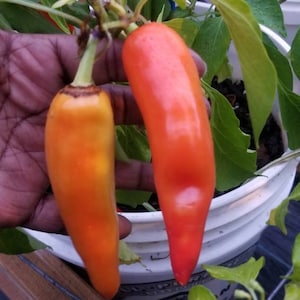 Hungarian Hot Wax Pepper Seeds