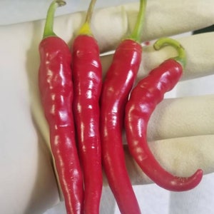 Ring of Fire Chili Seeds