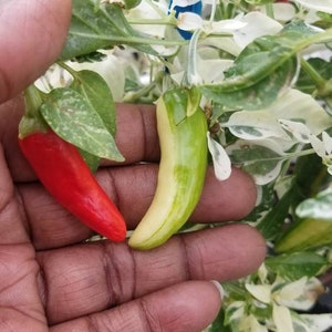 Fish Pepper Seeds (Organic)