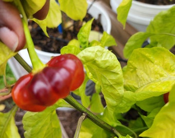 Ají Cachucha Pepper Seeds