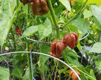 Chocolate Carolina Reaper Pepper Seeds