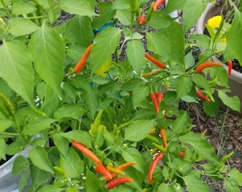 Thai Red Seeds