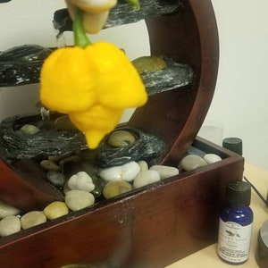 7 Pot Brain Yellow Pepper Seeds