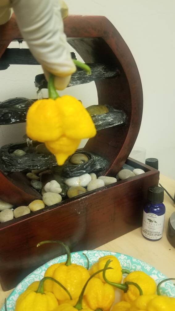 7 Pot Brain Yellow Pepper Seeds