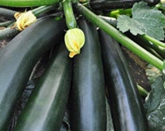 Black Beauty Zucchini Seeds (Squash) (Organic)