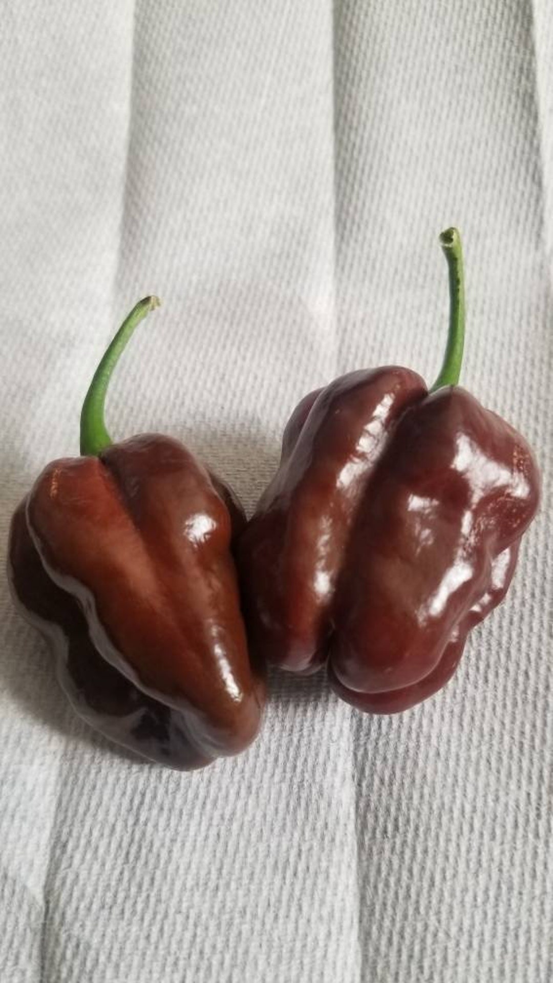 Chocolate Habanero Seeds Etsy
