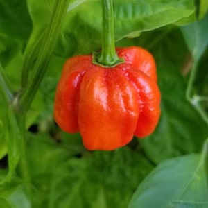 Scotch Brain Red Seeds