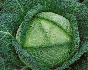 Savoy Perfection Cabbage Seeds