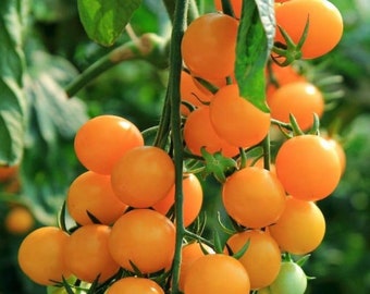 Gold Nugget Tomato Seeds