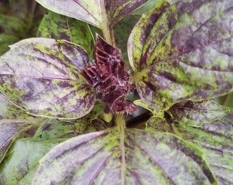 Dark Opal Basil Seeds