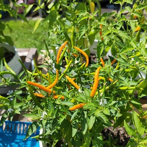 Orange Thai Pepper Seeds