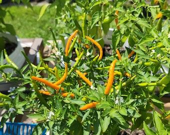 Orange Thai Pepper Seeds