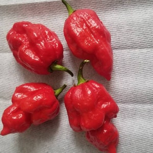 Moruga Scorpion Pepper Seeds