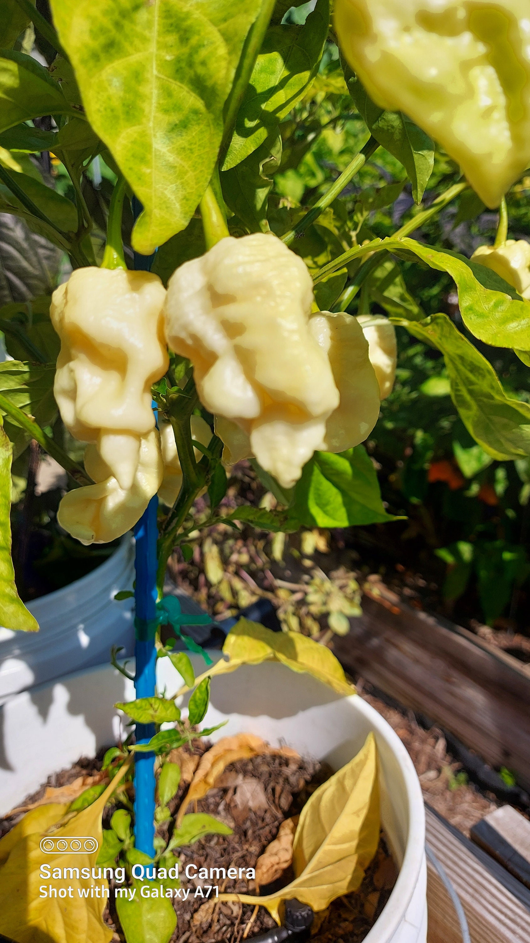 Whynot Pepper Why Not Pepper Seeds (limited Amount Available) - Etsy