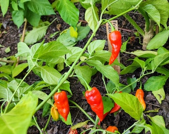 Primotalii Pepper Seeds