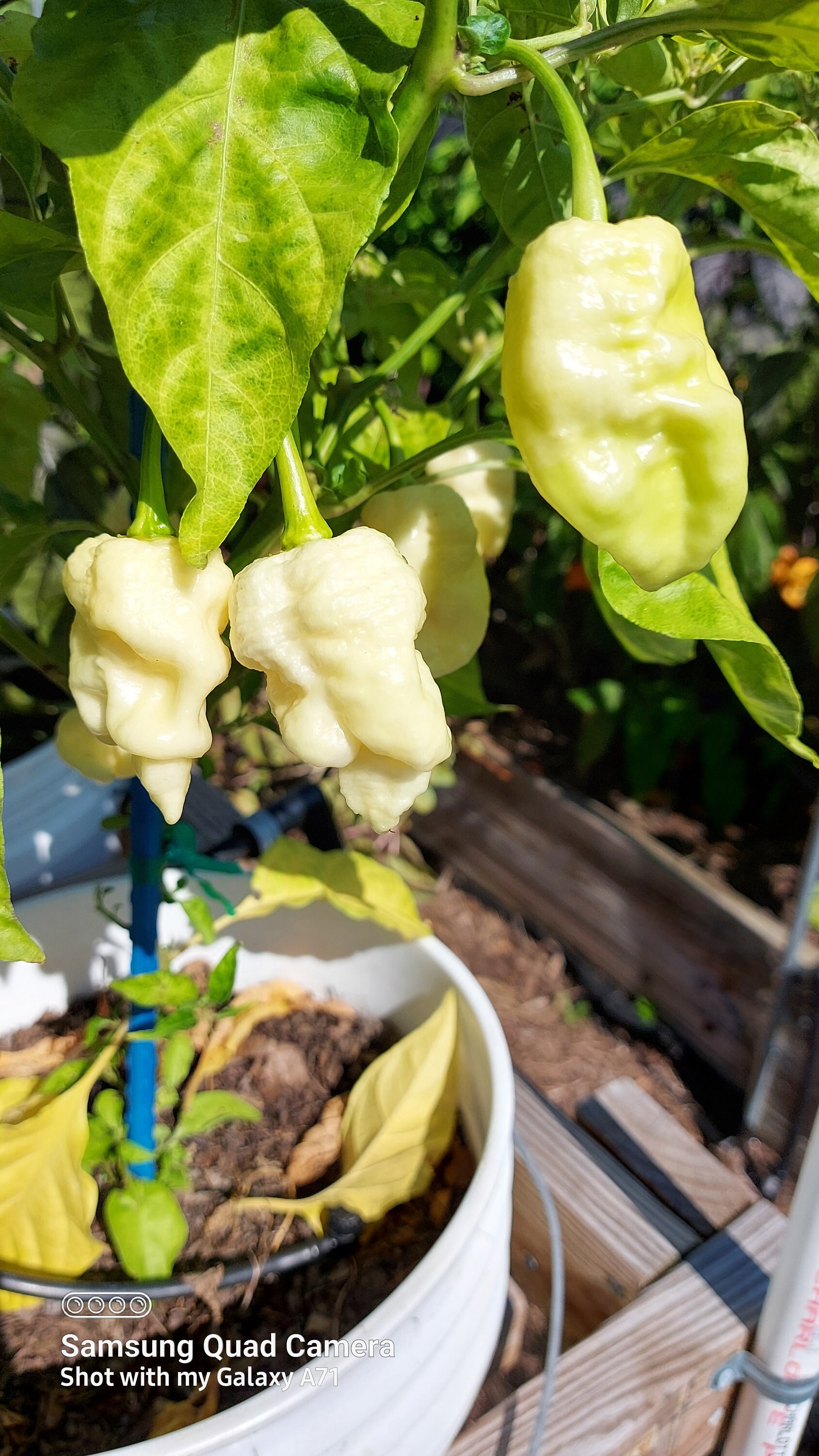 Whynot Pepper Why Not Pepper Seeds (limited Amount Available) - Etsy