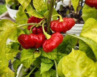 Aji' Cachucha Pepper Seeds