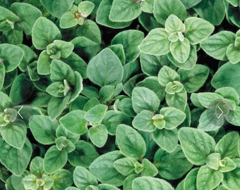 Organic Greek Oregano Seeds