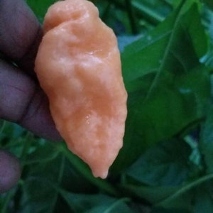 Peach (Ghost) Bhut Jolokia Pepper Seeds