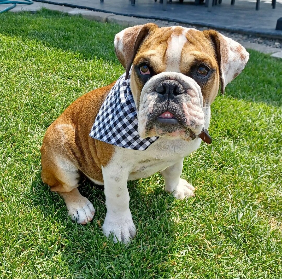 Dog Bandana Black Buffalo Check Dog Bandana Dog Accessories Etsy