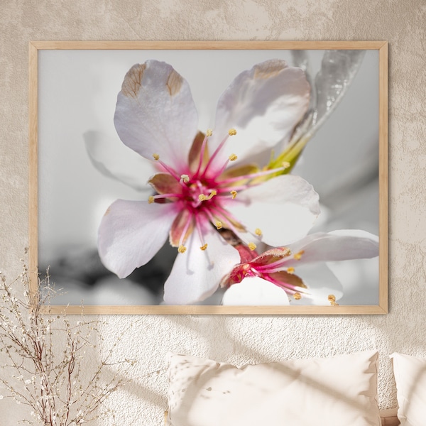 Almond Flower Photo, Spring Flower Photo Art, Macro Photography, Botanical Print, Large Flower Poster, Printable Wall Art