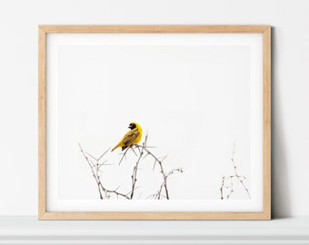 South Africa Bird Photography Print, Scandinavian Minimalist Wall Art (Digital Download)