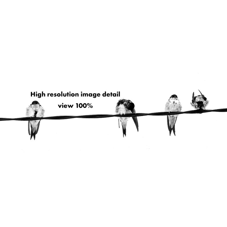 May include: Black and white photograph of four birds perched on a wire against a white background. The birds are facing different directions. The text "High resolution image detail view 100%" is visible.