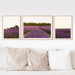 Könnte beinhalten: Drei gerahmte Fotos eines Lavendelfeldes auf dem Land. Die Fotos sind in einer Reihe an einer weißen Wand über einem weißen Sofa mit drei Kissen angeordnet.
