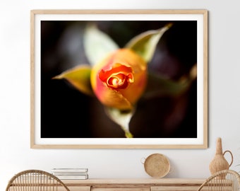 Peach Rose Photography, Elegant Botanical Print (Digital Download)