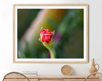 Red Flower Bud Photo Print, Exotic Floral Wall Art (Digital Download)