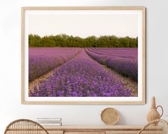 Provence Lavender Field Photography Print, French Farmhouse Decor (Digital Download)
