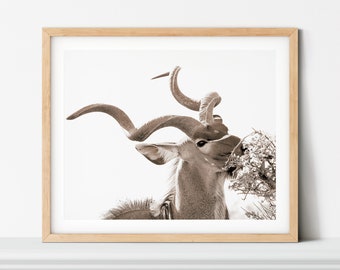 Könnte beinhalten: Ein sepiafarbenes Foto eines Kudus mit großen, spiralförmigen Hörnern, der nach links schaut und Blätter von einem Busch frisst.