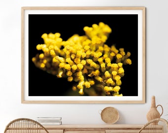 Fynbos Flower Photo, Yellow Blossom Fine Art Print (Digital Download)