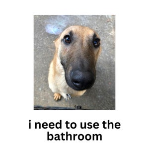 May include: A close-up, upward-angle shot of a dog with brown and tan fur, a black nose, and brown eyes. The dog is looking directly at the camera. Text at the bottom reads, "i need to use the bathroom."