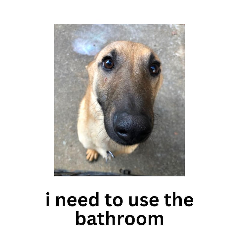 May include: A close-up, upward-angle shot of a dog with brown and tan fur, a black nose, and brown eyes. The dog is looking directly at the camera. Text at the bottom reads, "i need to use the bathroom."