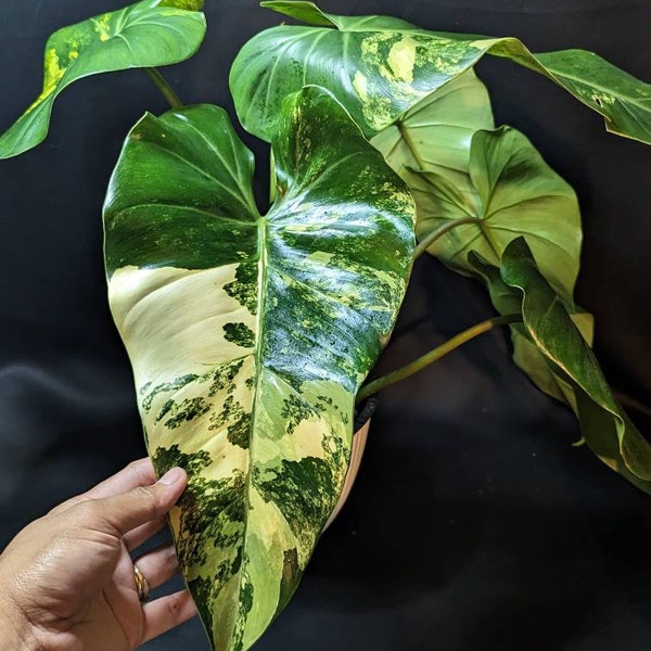 Philodendron Variegated Domesticum mid cutting + FREE UPS 3day Shipping (US Seller)