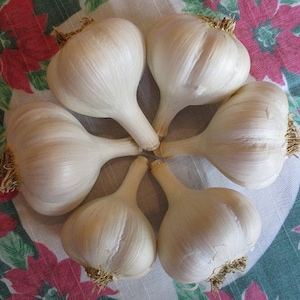 Ivan garlic bulbs - medium size: 1 7/8&quot; to 2&quot; - Organically grown, nice bulbs, good for planting or eating