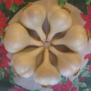 Ivan culinary garlic bulbs - small size: 1 5/8&quot; to 1 7/8&quot; - Organically grown, good for eating