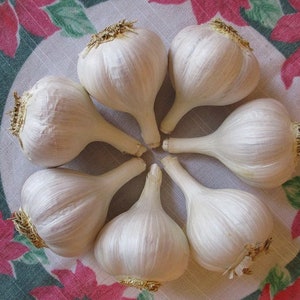 Bavarian Purple culinary garlic bulbs - small size: 1 5/8&quot; to 1 7/8&quot; - Organically grown, good for eating.