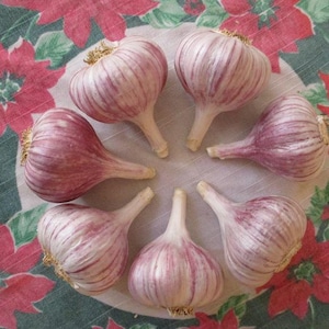 May include: Six whole bulbs of garlic arranged in a circular pattern. Each bulb features a rounded shape with a papery white skin and distinct vertical streaks of purple color. The cloves are tightly packed together with a dry, fibrous stem base.