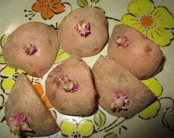 Red Pontiac Seed Potato Sets - Tubers are precut & ready to plant - Chemical, Pesticides and Herbicide Free, NON GMO