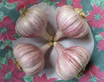 Bulbos de ajo Duganski - Tamaño Jumbo XL: 2 3/8" y más - Cultivo orgánico, bulbos hermosos, la mejor opción para plantar