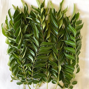 Curry Leaf ORGANIC - (30 - 50)stems with leaves