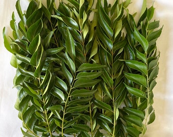 Curry Leaf ORGANIC - (30 - 50)stems with leaves