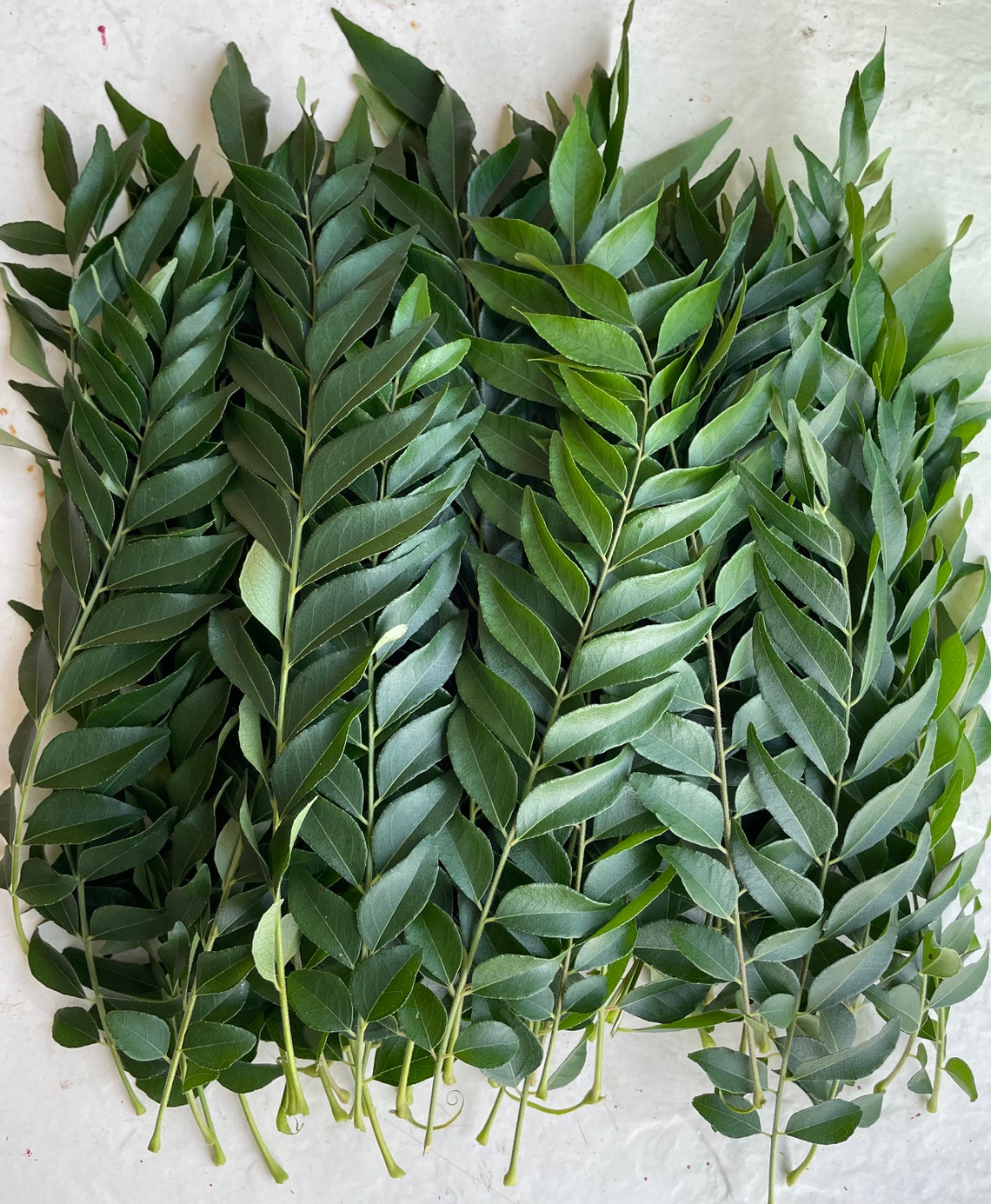 Fresh ORGANIC Curry Leaf/Murraya koenigii stem with leave Etsy