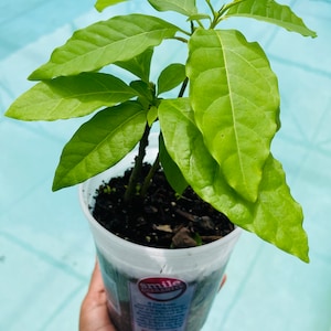 Hass avocado plant from seed