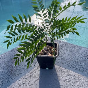Curry Leaf Plant/Murraya koenigii) i